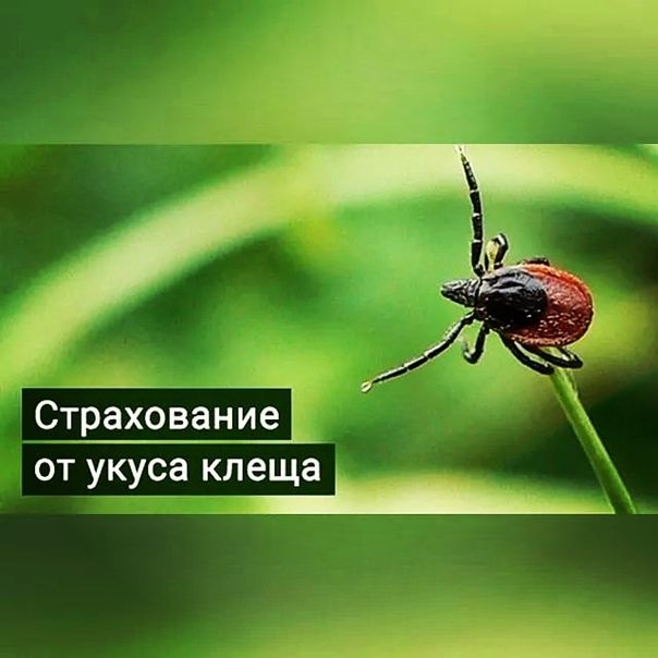 Страховка от клеща картинка